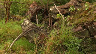 Verscholen in het groen, restanten van de Gefechtsstand - RTV Oost  Tom Meerbeek.jpg