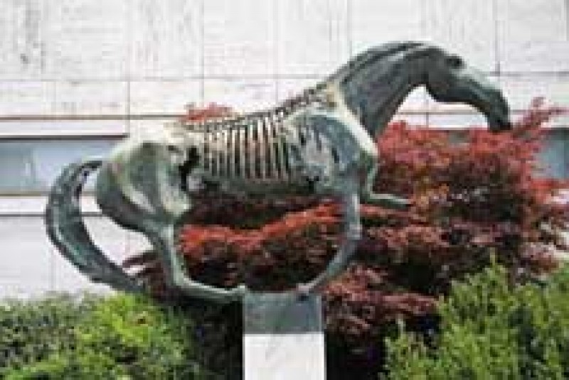 Bronzen paard van Natuurmuseum is teruggekeerd.jpg