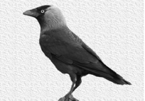 Kauw.gif
