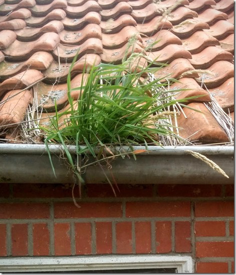 gras in goot.jpg