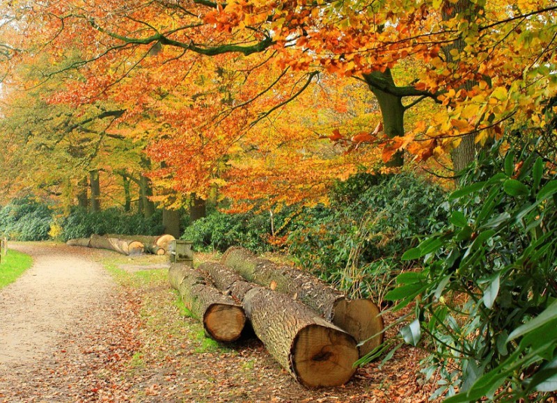 Twickel herfst.jpg