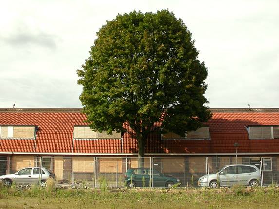 De Genestetstraat vroeger Deurningerdwarsstraat.jpg