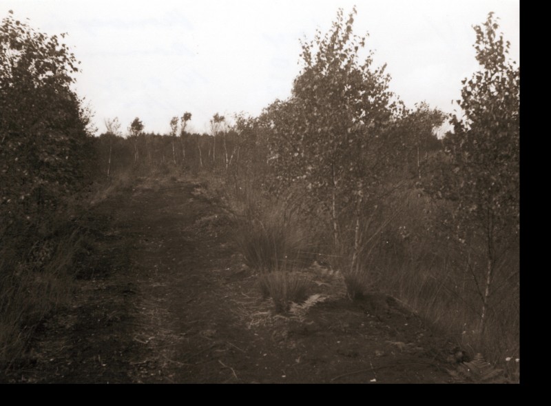 Aamsveen 14-9-1954 Veenweg.jpg