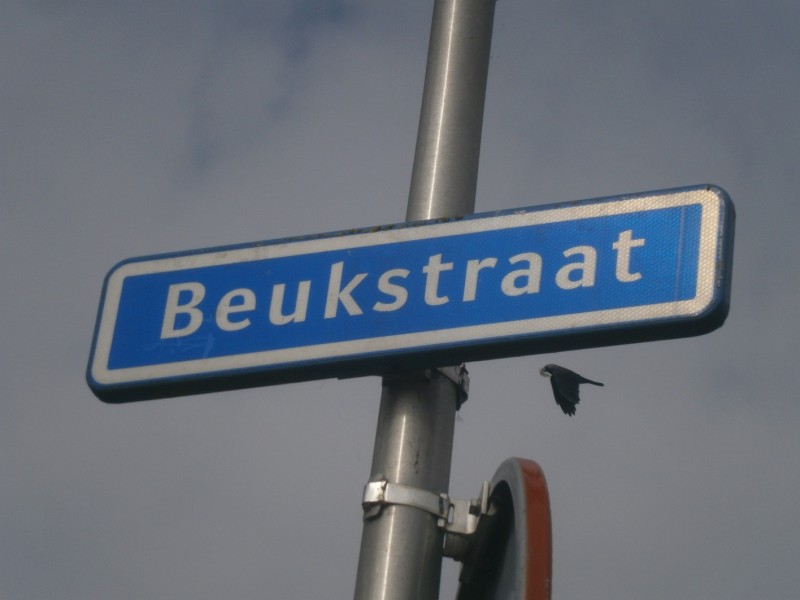 Beukstraat straatnaambord.JPG