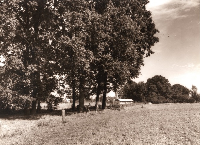 Elsmaatweg Bolhaar in 1959 met weiland en houtwal.jpg