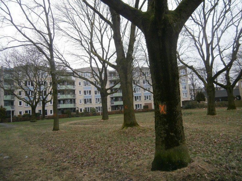 Ferdinand Bolstraat bomen 26-2-2017.JPG