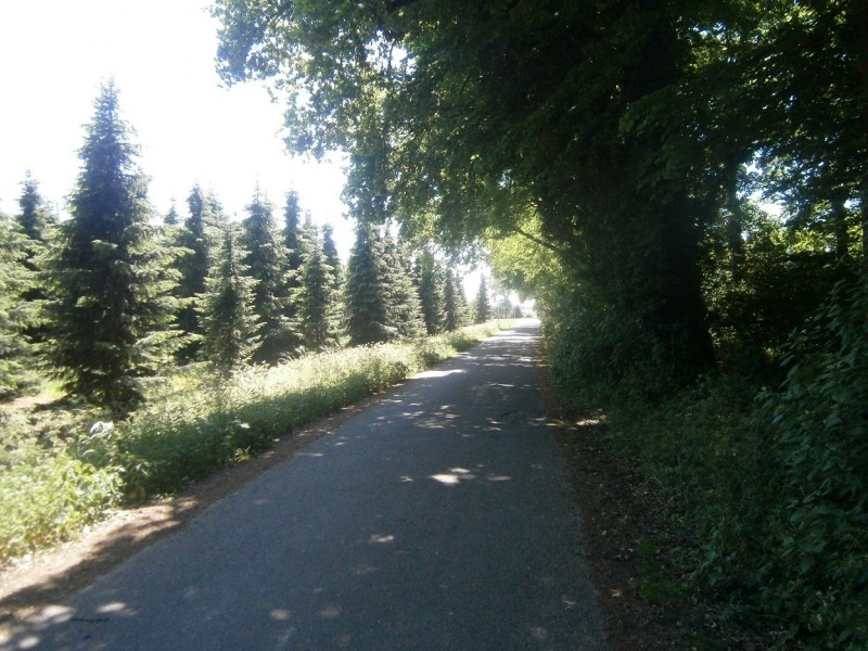 Usselerrietweg richting Usselerveenweg.JPG