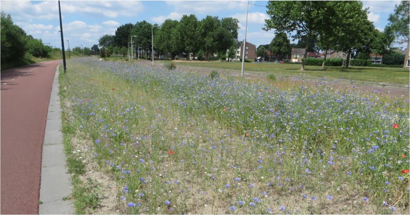 Twekkelerzoom, fietssnelweg met korenbloemen (2).JPG