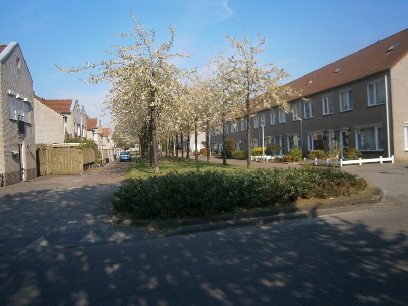 Jan Asselijnstraat vanaf Gerard Terborghstraat.JPG