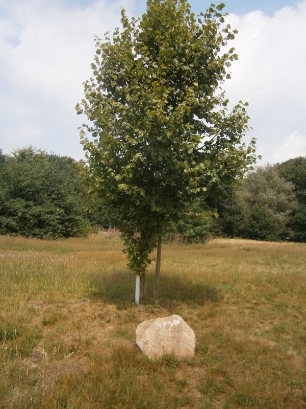 Stroinksweg steen bij boom (2).JPG