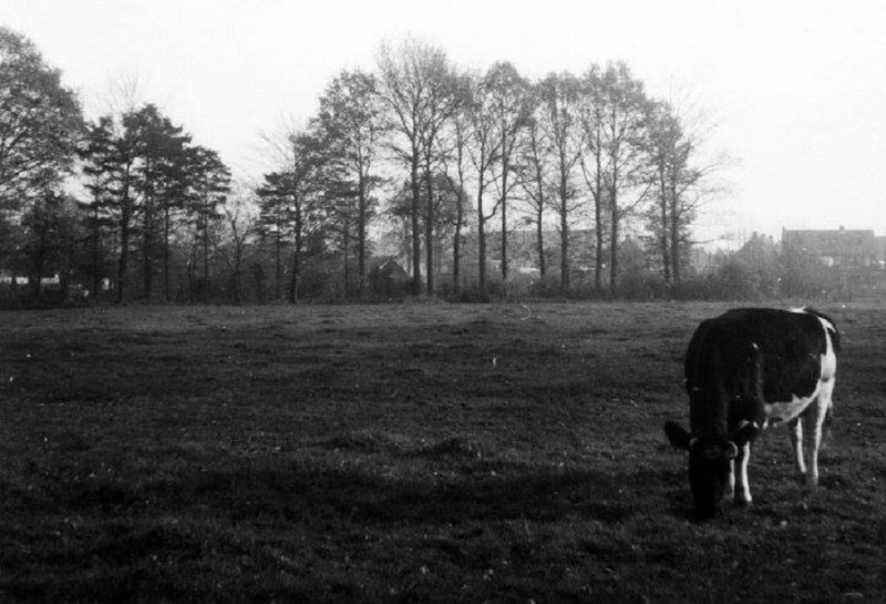 Pierenkampweg Kijkend in de richting van de Mozartlaan 17-11-1953.jpg