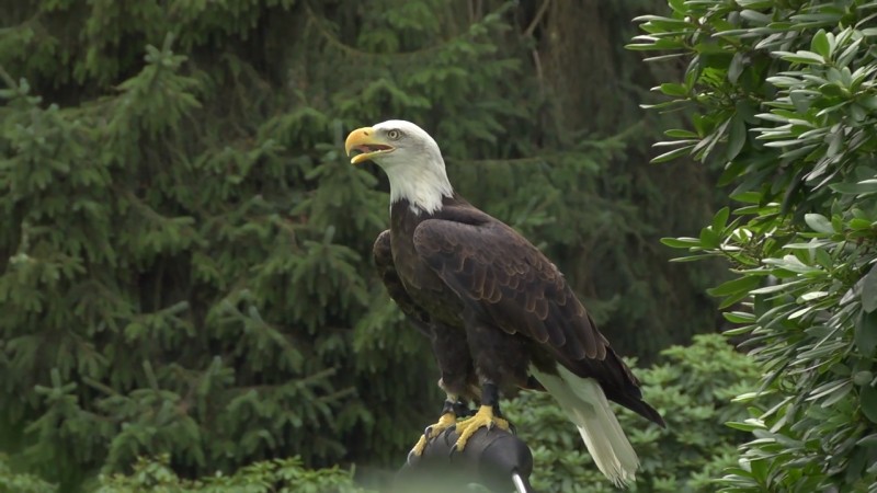 Valkenier Rob Poliste traint dagelijks met zijn vogels.jpg