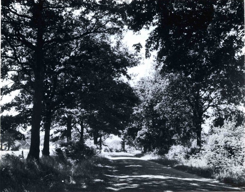 Zuid Esmarkerrondweg 1950 Weg omgeven door bomen met boerderij op achtergrond.jpg