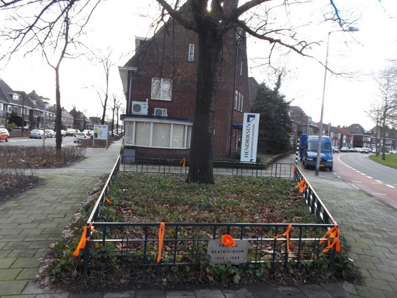 Padangstraat Beatrixboom.JPG