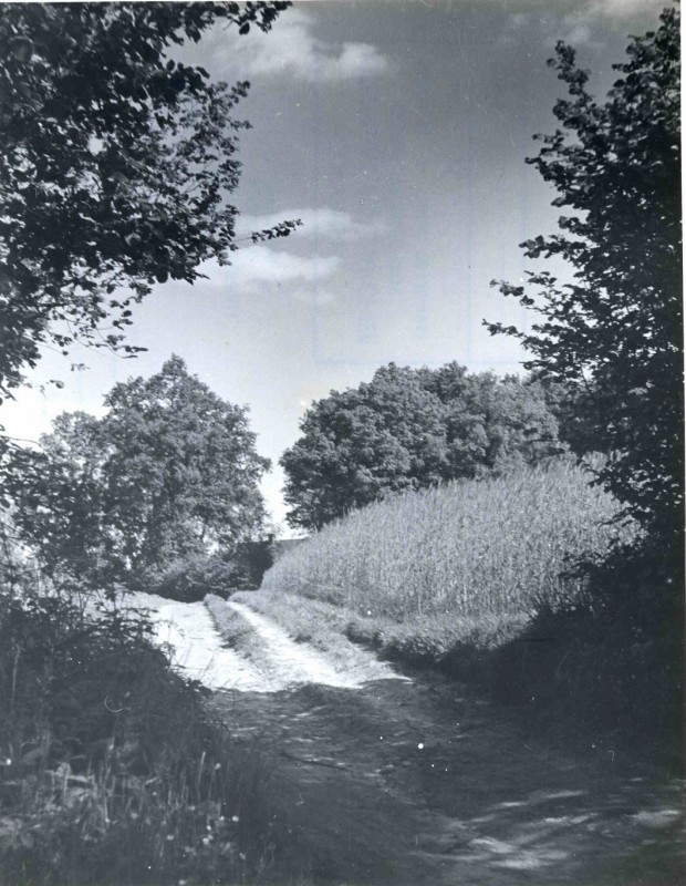 IJzerhaarweg juni 1960 Pad omgeven door roggeveld en bomen, richting Lossersestraat.jpg