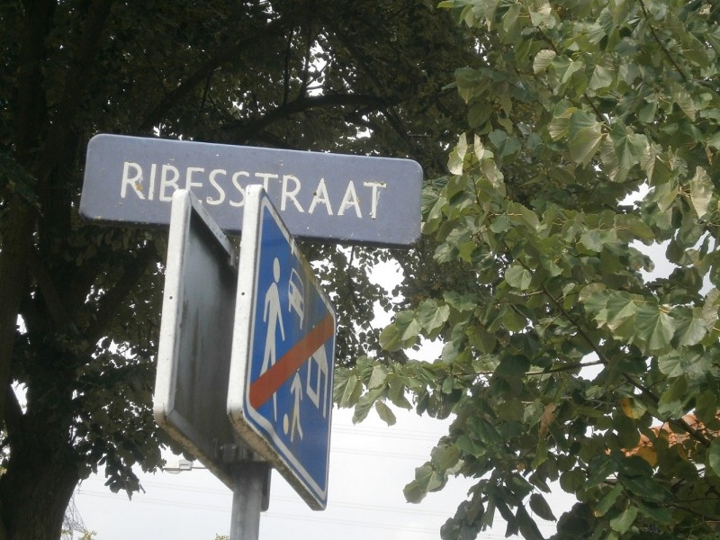 Ribesstraat straatnaambord (2).JPG