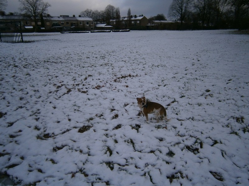 Haaksbergerstraat hoek Ferdinand Bolstraat bomenpark Simba in de sneeuw 9-12-2017.JPG