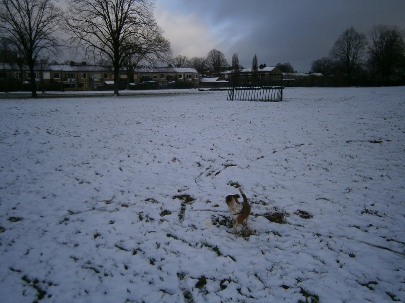 Haaksbergerstraat hoek Ferdinand Bolstraat bomenpark Simba in de sneeuw 9-12-2017 (2).JPG