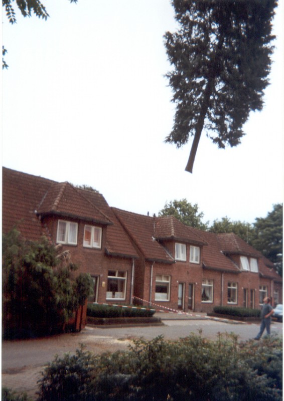 boom wordt gerooid .jpg