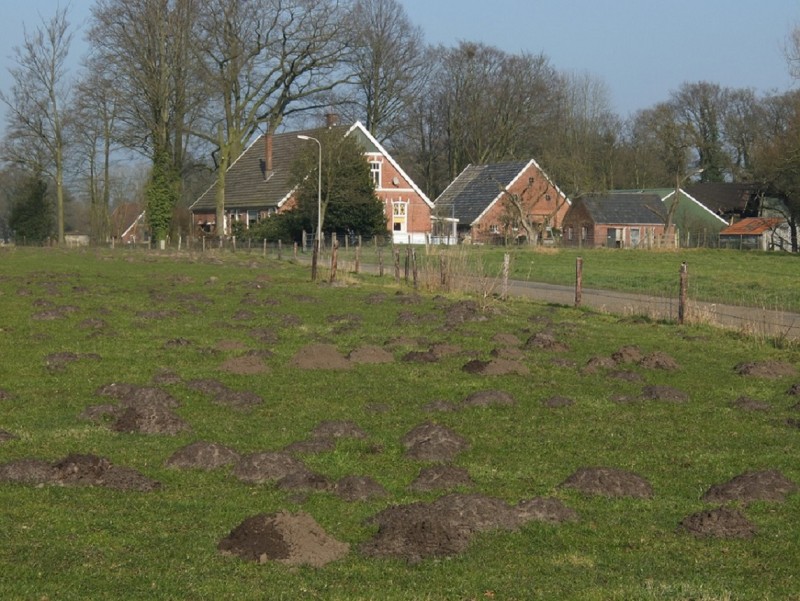 Boerstege Twekkelo.jpg