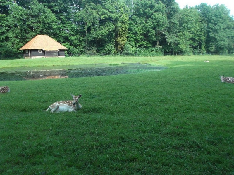 Hengelosestraat Ledeboerpark hertenkamp vm landgoed Het Wageler.JPG