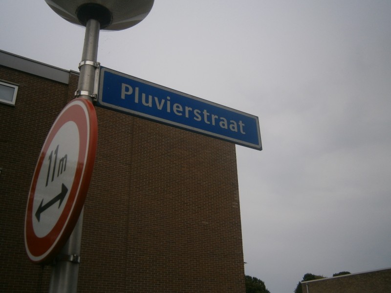 Pluvierstraat straatnaambord (2).JPG