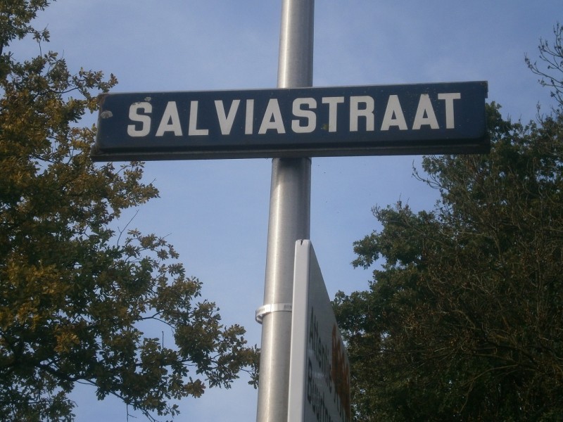 Salviastraat straatnaambord.JPG