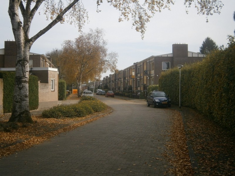 Aronskelkstraat.JPG