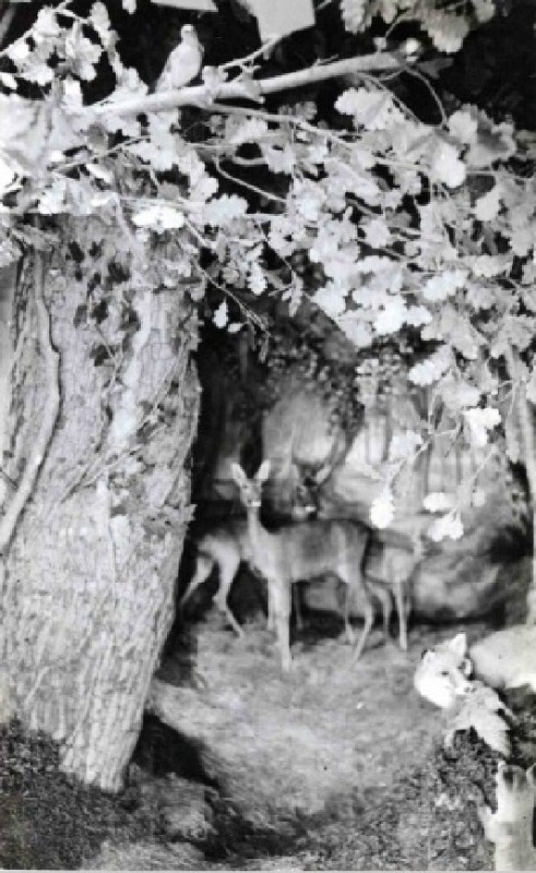 M.H. Tromplaan Natuurhistorisch Museum bosdiorama.1948.jpg