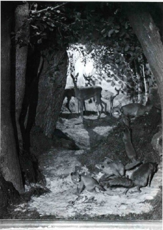 M.H. Tromplaan Natuurhistorisch Museum bosdiorama.1948 (2).jpg