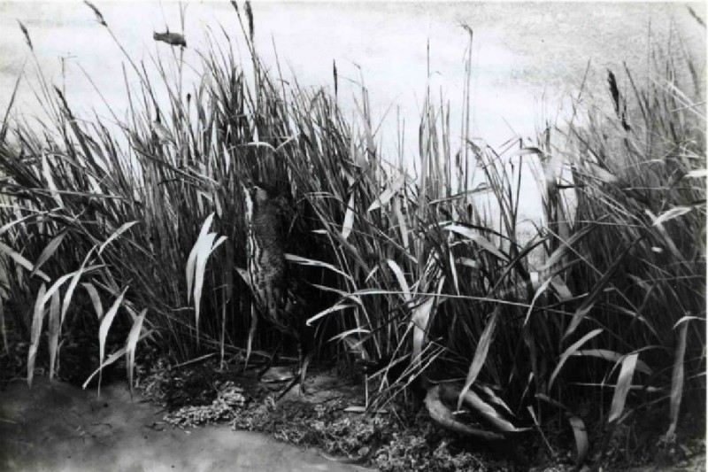 M.H. Tromplaan Natuurhistorisch Museum waterlanddiorama. 1948.jpg