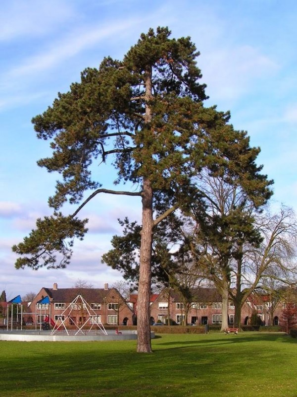 Me Aalbersestraat Florapark. feb. 2014.jpg