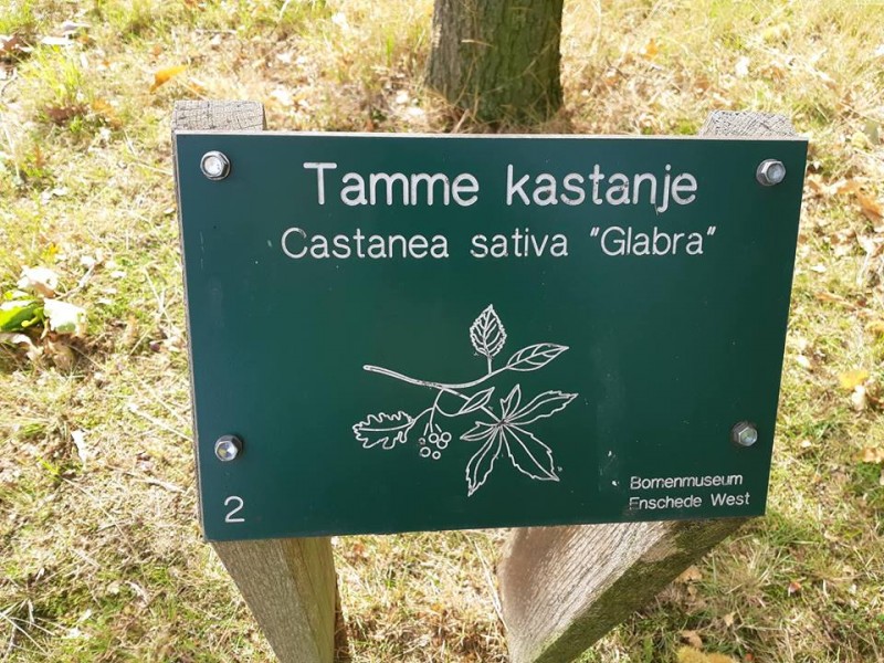 Ferdinand Bolstraat hoek Haaksbergerstraat park Bomenmuseum Enschede West tamme kastanjeboom infobord.jpg