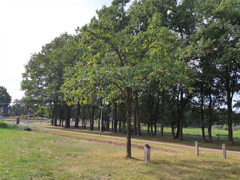 Ferdinand Bolstraat hoek Haaksbergerstraat park Bomenmuseum Enschede West tamme kastanjeboom.jpg