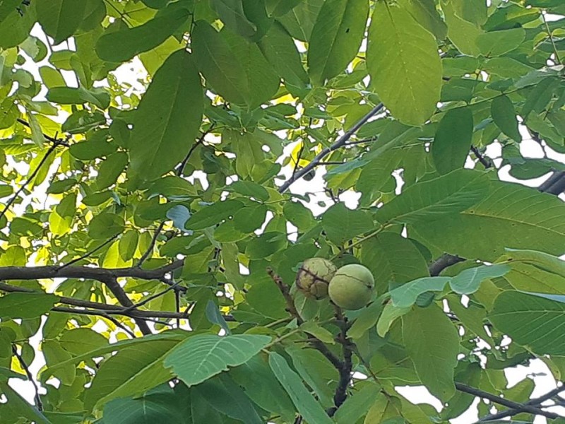 Zweringhoekweg parkje met walnotenboom.jpg