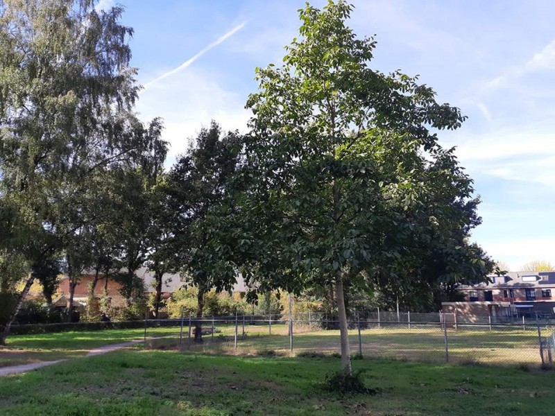 Zweringhoekweg parkje met hondenuitlaatplek en walnotenboom.jpg