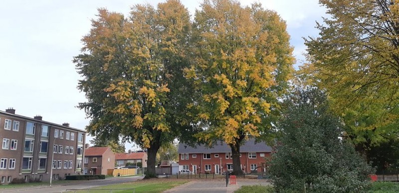 Jacob van Ruysdaelstraat bomen in herfstkleuren 9-10-2018.jpg