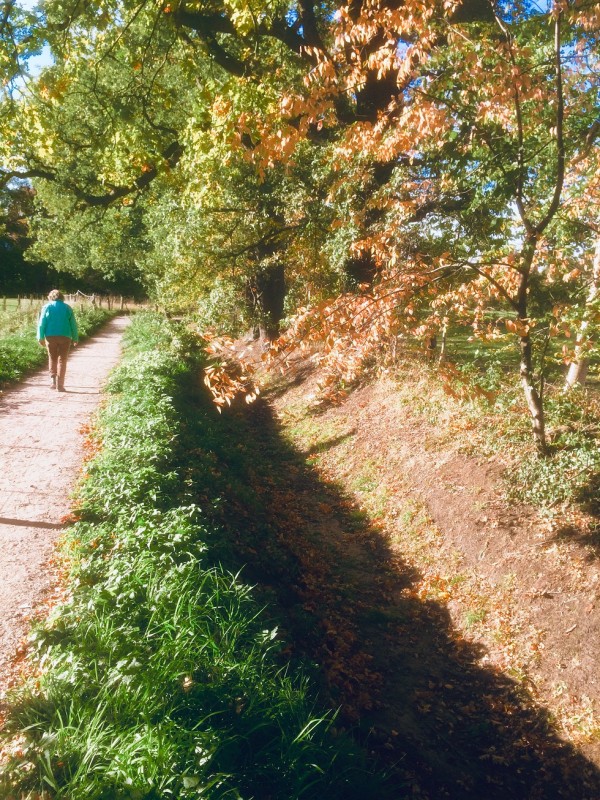 herfst ledeboerpark.jpg