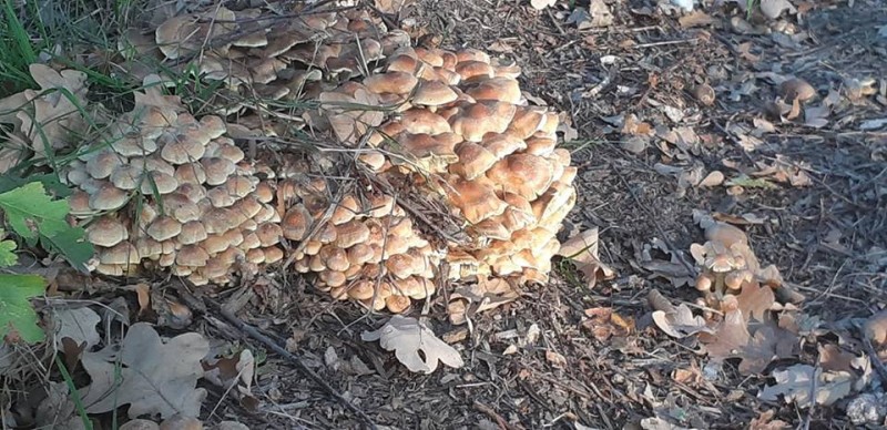 Zweringhoekweg paddestoelen herfst 16-10-2018.jpg