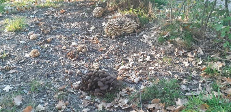 Zweringhoekweg paddestoelen herfst 2018.jpg