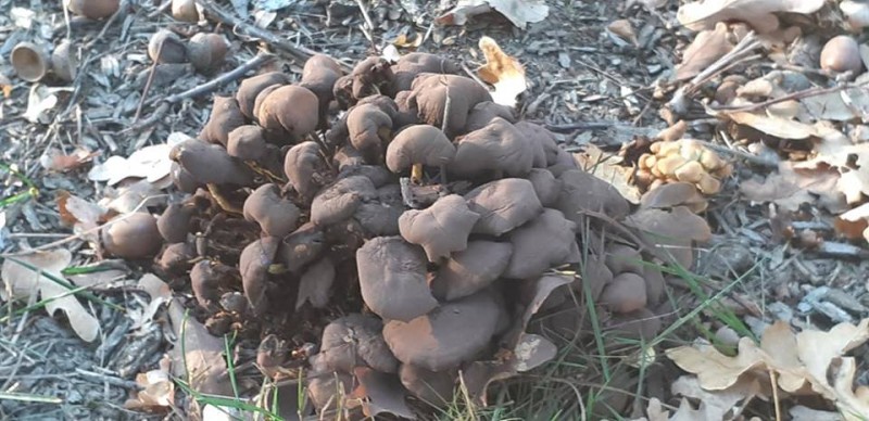 Zweringhoekweg parkje paddestoelen  16-10-2018.jpg