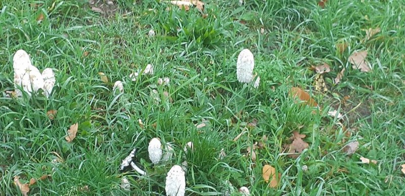 Zweringhoekweg parkje paddestoelen herfst 16-10-2018.jpg