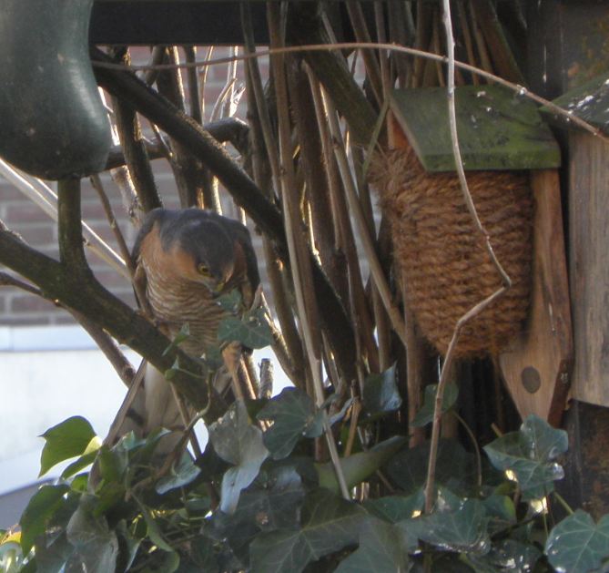 Sperwer in de tuin  .JPG