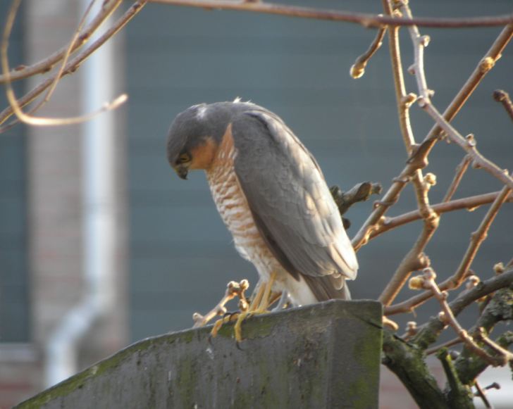 Sperwer in de tuin.JPG