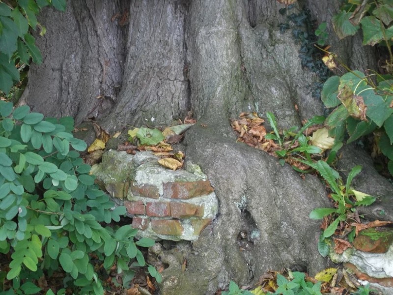 Van Heeksbleeklaan  Viermarkenlinde met restant gebouwtje wat daar heeft gestaan.JPG