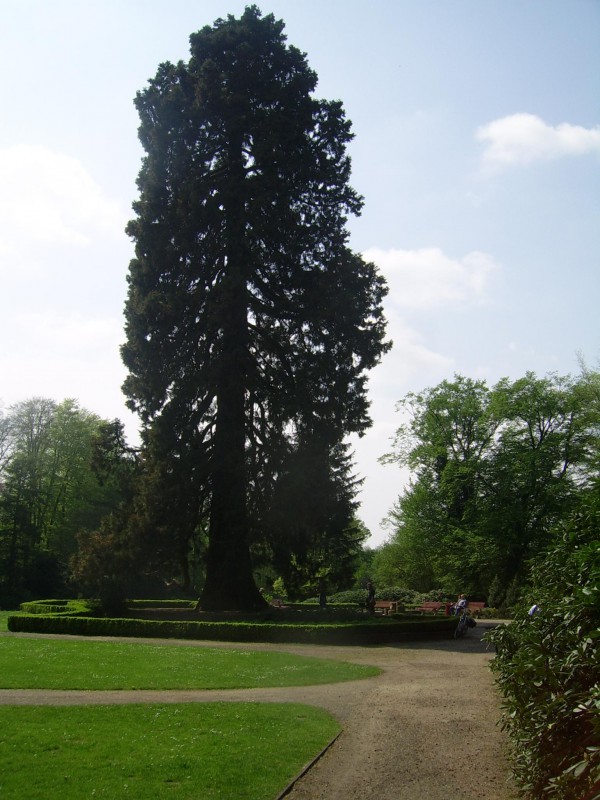 Ledeboerpark mammoetboom (2).jpg