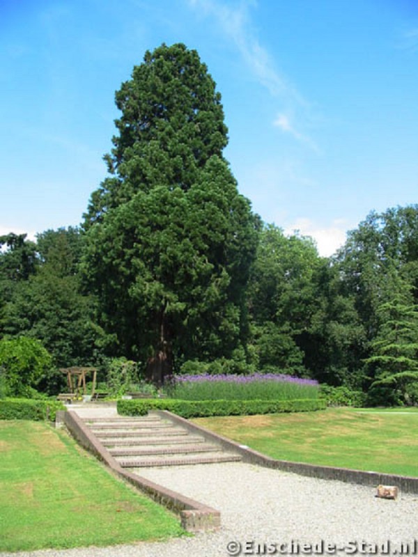 Hengelosestraat Ledeboerpark-Het Wageler mammoet boom.jpg