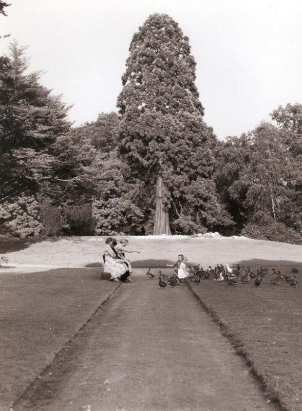 Ledeboerpark jaren 60 met mammoetboom.jpg