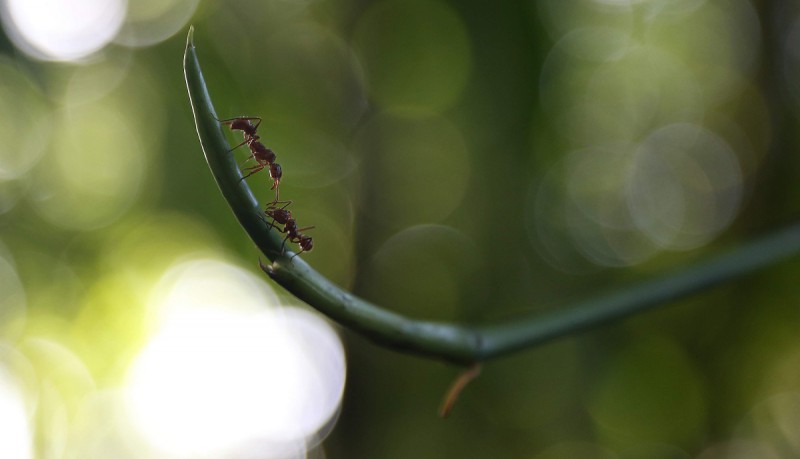 draaigatje-mier-unsplash-plaag.jpg