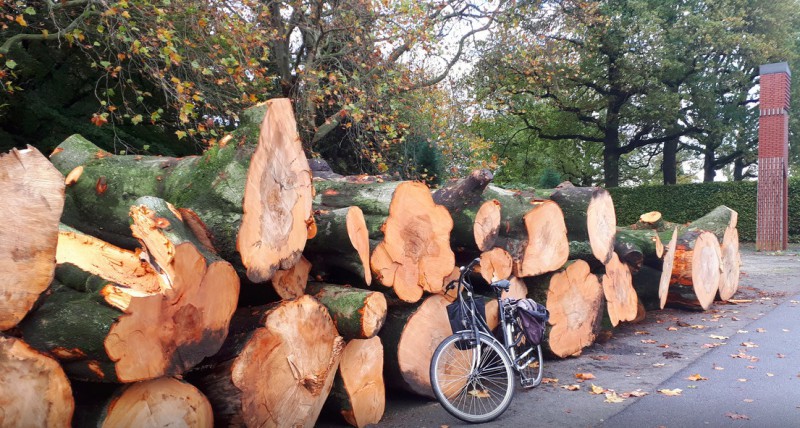 Oude, zieke joekels leggen het loodje in Van Heekpark.jpg